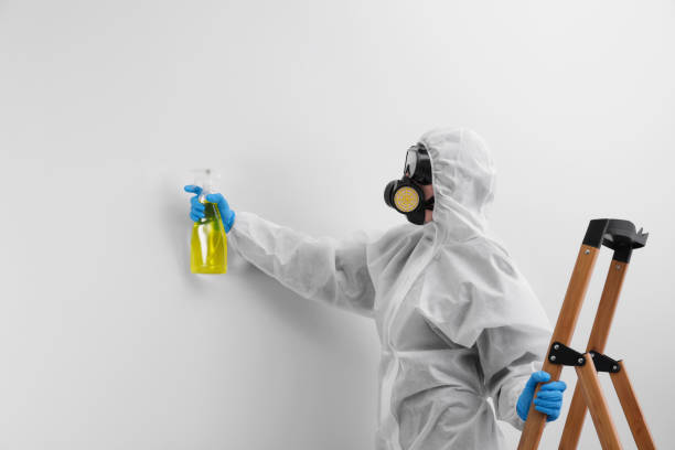 Best Mold Damage Restoration in Woodland Park, NE